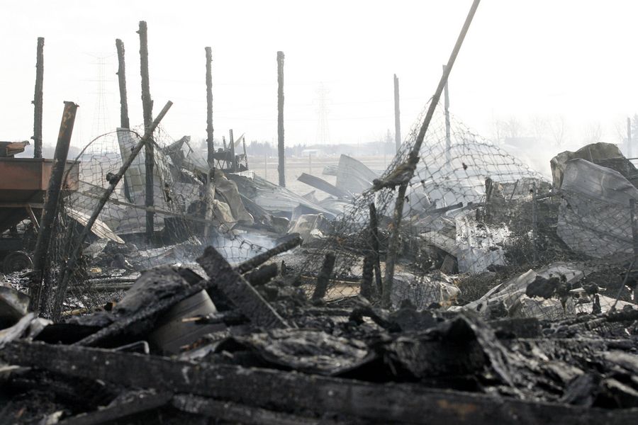 Hundreds of farm animals lost in fire at 4-barn complex on Corduroy ...