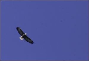 A bald eagle soars above the DTE Energy marshland.