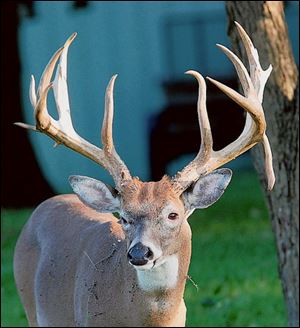 A 15-point buck, known to some as  Big Boy  and others as  Stickers,  was among the most photographed animals at Side Cut Metropark. Two men were convicted of poaching the deer. 