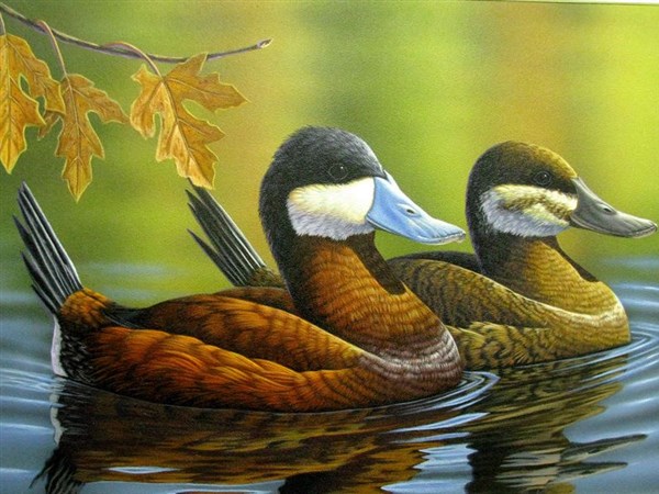 North Dakota artist to illustrate duck stamp The Blade