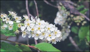 Black cherry blooms