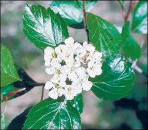 Flowering blackhawthorn