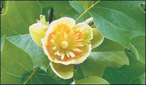 Tulip tree flower
