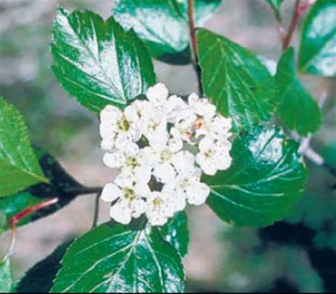 Blossoms-from-above-The-forest-floor-is-not-the-only-place-to-find-spring-blooms-3