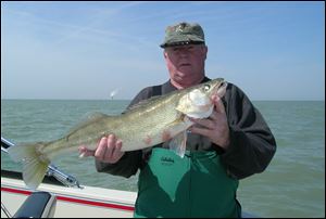 Charter boat captain Dan Tucker proudly shows off a fine spring walleye he teased up on a purple 'Weapon.' 