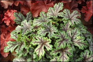 Caption 2: Photo Credit: www.terranovanurseries.com. This Heucherella  Tapestry  from Terra Nova Nurseries is a breakthrough in breeding by providing unique color and texture in shady areas.
