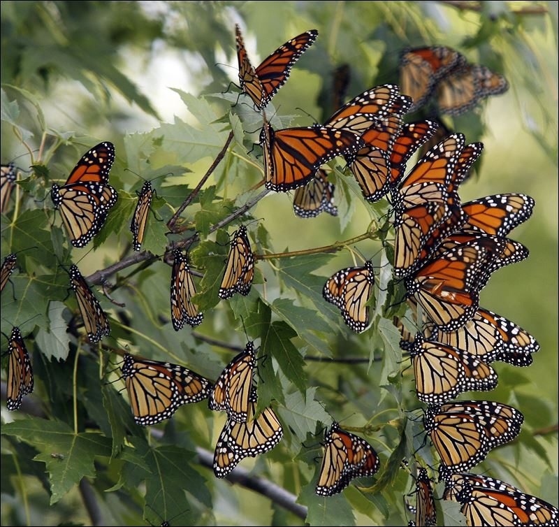 Monarchs make Oregon stop on royal tour - Toledo Blade