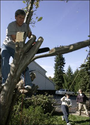 ROV tree11p Teeny Guynes, left, of Sylvania Township, takes advantage of the beautiful weather and some help cutting an apple tree from friends Laurie Goetz, left rear, and Karen Moore, right, on October 11, 2009. Goetz and Moore are from Ann Arbor, Michigan. The Blade/Jetta Fraser