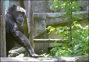 Fifi, shown in this 2000 file photo died after 46 years at Toledo Zoo.
<br>
<img src=http://www.toledoblade.com/graphics/icons/photo.gif> <font color=red><b>VIEW</b></font>: <a href=