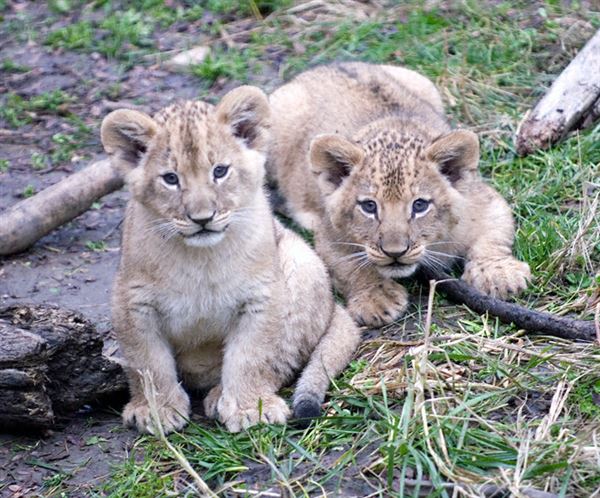 Columbus Zoo shows off lion cubs born in September - The Blade