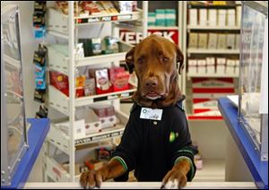 Wearing a uniform and name tag, Cody, a chocolate Labradaor retriever, greets people who pull up to the drive-through window of the family-owned gas station-convenience store in Clearwater, Fla. on Tuesday, Nov. 24, 2009. Store owner Karim Mansour said he started bringing Cody to work five months ago for company on the early morning shift. The dog quickly became a celebrity among store regulars. Mansour said Cody helps customers by calming those who come in sad or angry. 