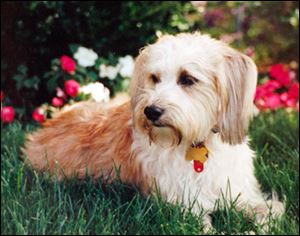 Larry Friedman's dog, Dock, was put down because of kidney failure when insulin the animal was being given failed to work as it should. The manufacturer issued a warning against using the product, Vetsulin, but did not recall it.