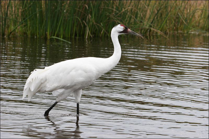 Bird lovers rejoice in rescue story - Toledo Blade