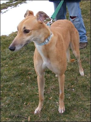 Carla, whose racing name is Slow Down Sister, was one of hundreds of greyhounds without a home when Dairyland Greyhound Park in Kenosha, Wis., closed. She is available for adoption. All you need, said Sandy Augugliaro of North Coast Greyhound Connection, is a fenced-in yard and lots of love to give. Headquartered in Port Clinton, North Coast has taken in 20 greyhounds so far.