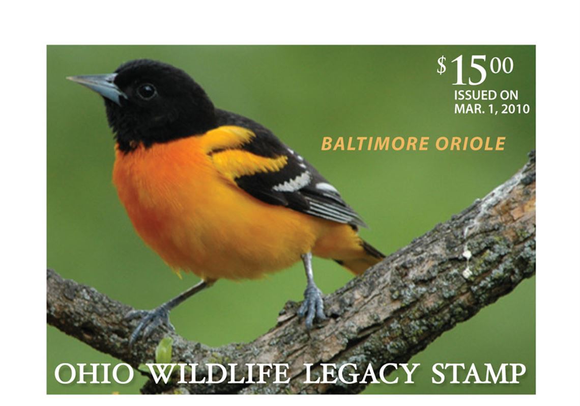 Baltimore Oriole  Missouri Department of Conservation