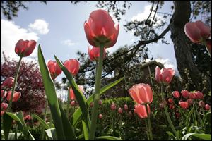 Slug:  CTY tulips19p                         Date 4/18/2010 Toledo Blade/Amy E. Voigt                     Location: Toledo, Ohio  CAPTION:  The sun glistens on over 500 salmon tulips that are in bloom in Ms. Millard Jones garden in Old Orchard in Toledo. Jones, who is in the beginning to middle stages of Alzheimer's, planted the flowers on her own for the delight of neighbors and passers bye.