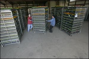 Brodbeck Greenhouse workers Chris Perez, left, and John Perez move shipping-ready plants. 