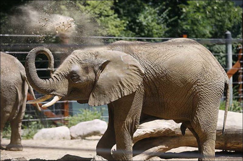 Zoo-video-shows-elephant-trainer-entering-stall-twice-before-attack-3.jpg