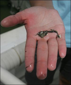 Microcystis has formed dense mats on calm days, robbing the water of oxygen for fish.