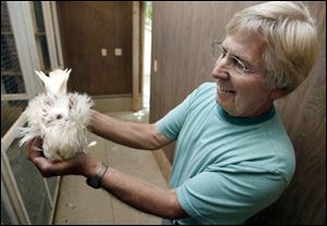 Larry Gardner, president of the Fremont Pigeon Club, shows off one of the fancy-breed birds he has nurtured.