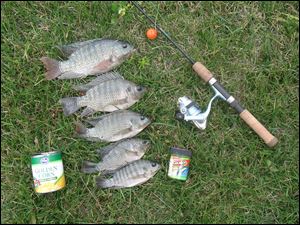 A 49-cent can of corn is all you need to catch the chunky blue tilapia, but you can spice it up with any of the Berkley Gulp! baits.