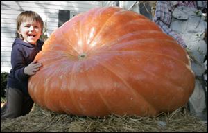 Kyle Rhuland, 4, is dwarfed by an enormous pumpkin at Fleitz Pumpkin Farm in Oregon, Ohio.