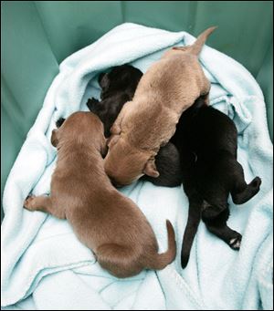 Motherless puppies like these need bottle-feeding and round-the-clock attention in a calm environment. The The Lucas County pound once euthanized entire puppy litters for such reasons.