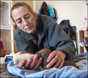 Lisa McKenzie of Save-a-Pet cuddles four newborn puppies that were picked up from the Lucas County dog warden. The group has taken nine dogs since the warden opened the pound to rescue transfers. 