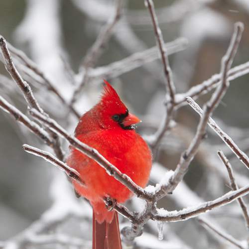 Ice storm: Feb. 21, 2011 - The Blade