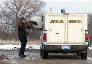 David Grow, with the Monroe County Animal Control, puts one of the recovered dogs into their truck after rescuing them from 527 Ida-Maybee Rd. Sunday.