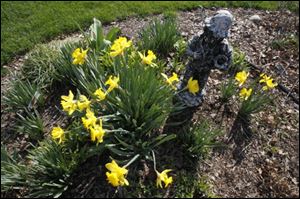 Ms. McCarty’s daffodils are in full bloom in her garden.