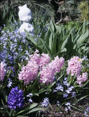 Hyacinth, which are very aromatic, and other spring blooms take shape in Ms. McCarty’s garden.