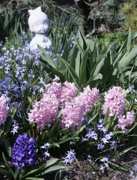 hyacinth