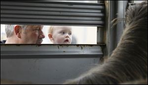 Bob Tessmer, of Temperance, left, and his granddaughter Lacy Evans, 1.5, of Dundee, look at the ponies.