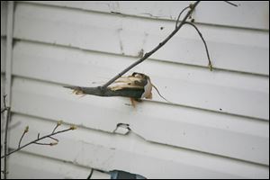 A wind-driven tree limb is embedded in the side of a house on Sugarbush Road. Other houses suffered limb damage to roofs.