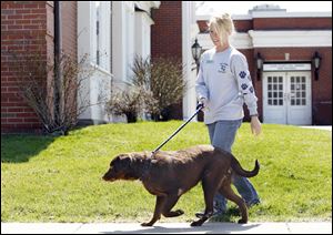 Angi Parks, a member of the advisory committee, walks ‘Swiss Miss’ on the Lucas County Dog Warden’s grounds. Ms. Parks has been volunteering to walk dogs for the warden since December.