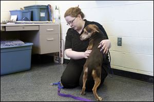 So far this year, more than 400 dogs have been killed by Lucas County Dog Warden Julie Lyle, above. Many of the dogs killed had failed behavioral tests, including the dog she’s holding, which was killed after failing a food-guarding test. Ms. Lyle says she still lacks the resources for working on behavior modification with dogs that otherwise could be saved.