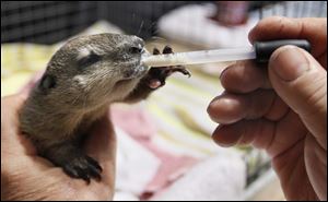 Charlie Hoag feeds his new baby groundhog, HuckyToo, through an eyedropper.