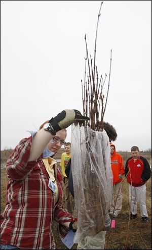 Volunteer Hannah Blanc, 19, prepares to plant trees at Sylvan Prairie Park in Sylvania Township.