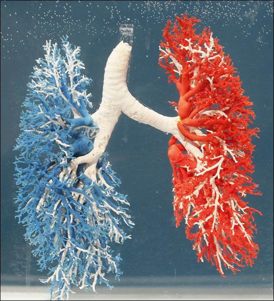 Human Body Exhibit Lungs