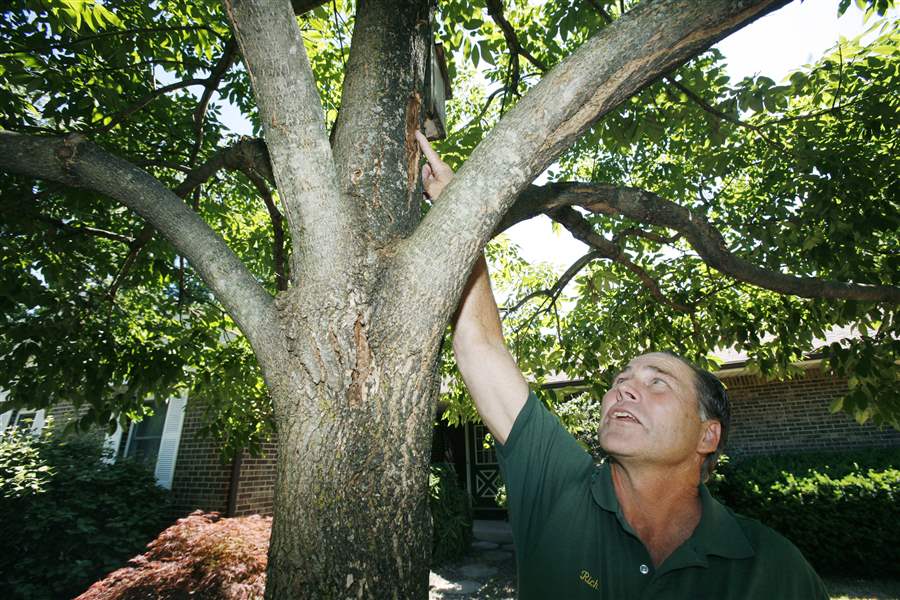 As city removes ash trees, others work to save them - The Blade