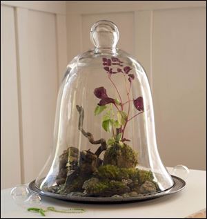 A glass cloche, or bell-shaped jar shelters a landscape of moss, stones and two species of peperomia, Bloody Mary and Variegata,  from 