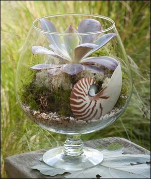 Terrariums today can be open, allowing for air to flow freely, and they incorporate unusual living and non-living components.   