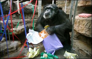 Harvey, shown celebrating his 50th birthday in January, 2009, outlived the median life expectancy of a male chimpanzee, which is 26.