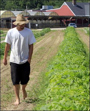 Patrick Gale, 23, who was employed by the Tuttles last year, weeding, harvesting, and following orders, is a resident farmer this season on the 135 acres that is for sale in New Hampshire for $2.55 million. He's in a group of young farmers there raising produce. One of their highlights on the farm is a big sunflower patch.