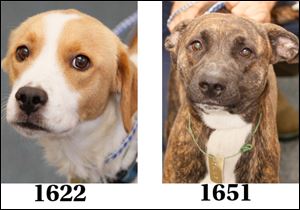 ‘Sky,’ female boxer mix, 1651; ‘Claire,’ female beagle mix, 1622