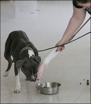 Dog Warden Julie Lyle uses a fake arm to test the temperament of a ‘pit bull’ at the dog pound on Erie Street. The dog passed the test.