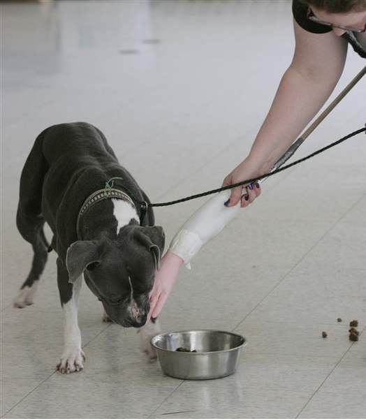 Julie-Lyle-tests-pit-bull-with-fake-arm