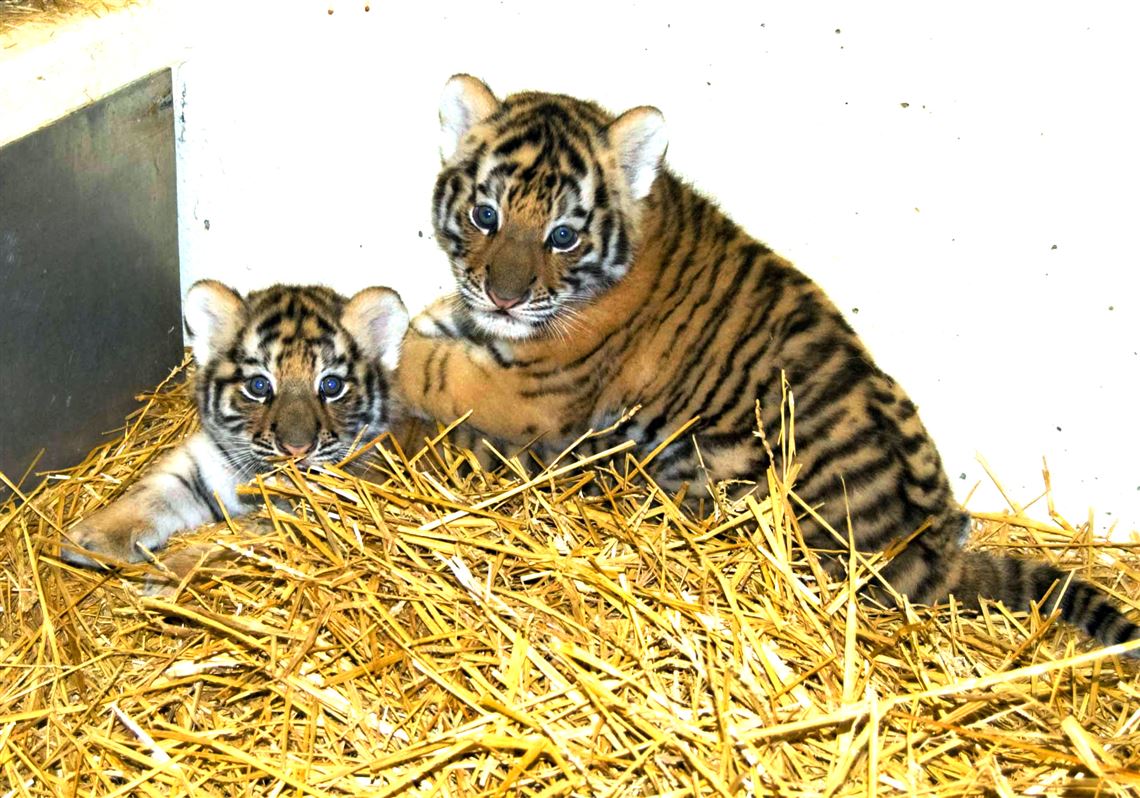 Toledo Zoo Reveals Names Of Twin Siberian Tigers