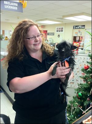 Lucas County Dog Warden Julie Lyle holds Possum, a chihuahua/terrier mix that needs a home. Possum was on hand to kick off the annual dog license drive for the county.